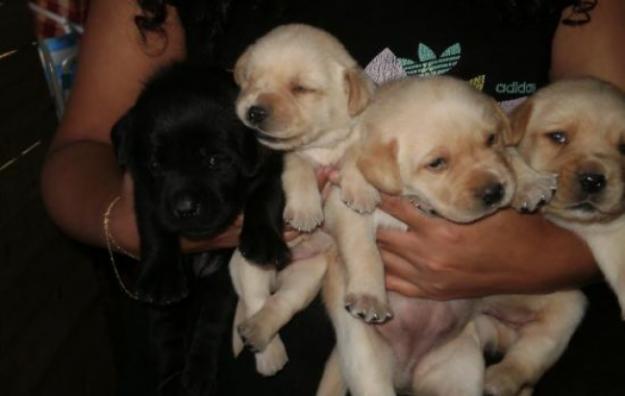 vendo cachorros de labrador con calidad a buen precio