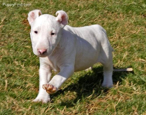 Vendo camada de bull terrier