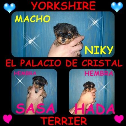 YORKSHIRE TERRIER 2 HEMBRITAS TOY 1 MACHITO CON LOE