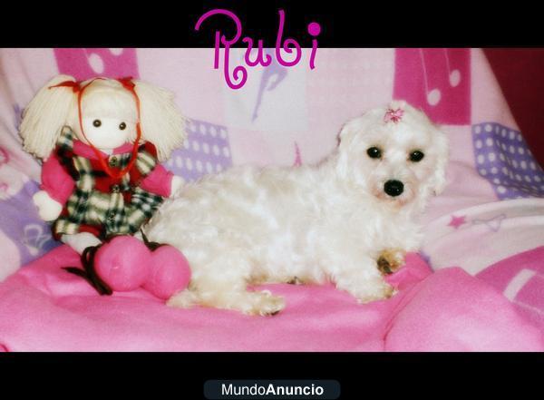 bichon maltes con pedigree