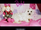 bichon maltes con pedigree - mejor precio | unprecio.es