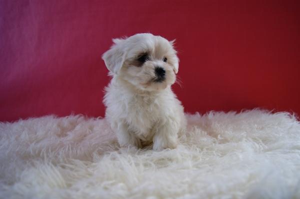 Bichon Maltes de calidad cachorros con dos meses