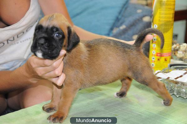 boxer cachorro