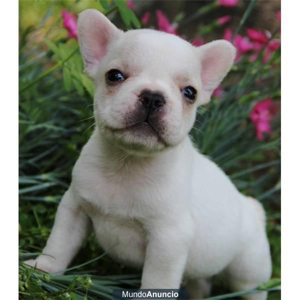 Cachorrita atigrada, de talla muy pequeña (la madre pesa 8 kg. Y el padre 10 kg.)