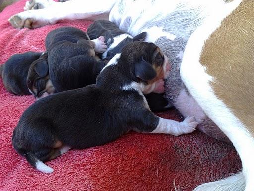 Cachorros Beagle en Palma de Mallorca