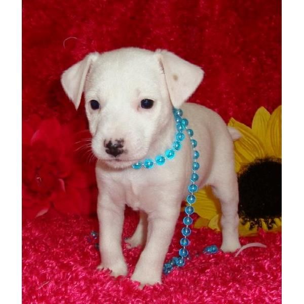 Cachorros de Jack Russell Terrier.