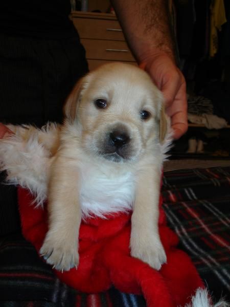 camada de golden retriever,250