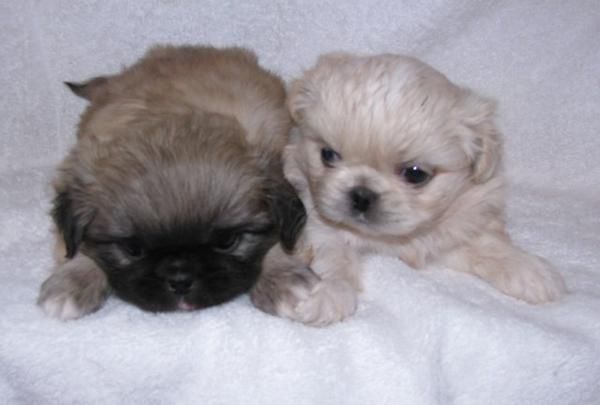 dos cachorros hembras lindo listo para un nuevo inicio