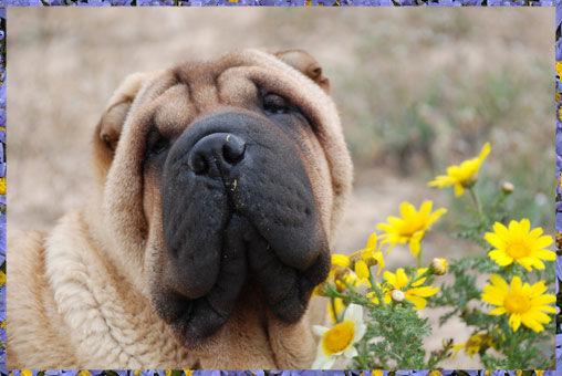 Dragon de Koshi Shar-Peis