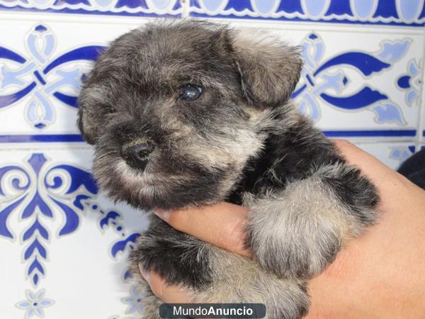 Excelente camada de schnauzer miniatura sal y pimienta