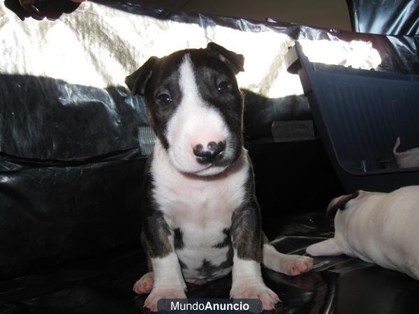 OPORTUNIDAD BULLTERRIER!!!