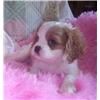 preciosos Cavalier King Charles Spaniels