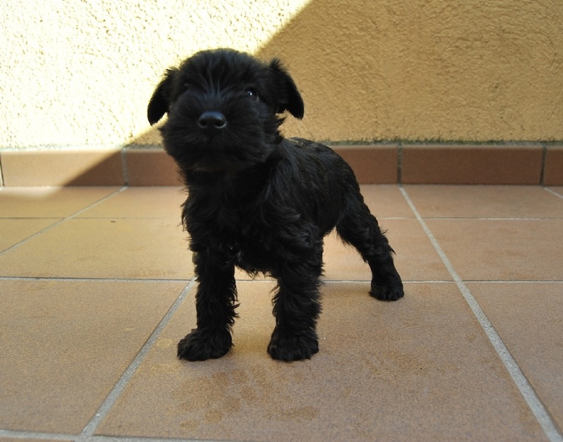 Preciosos Schnauzer inscritos en LOE , desde 360 euros.