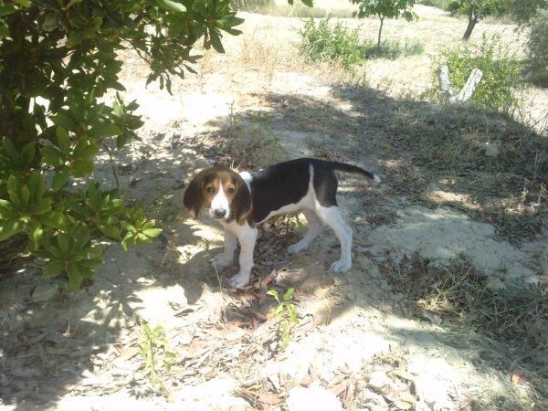 SE VENDE BEAGLE DE 3 MESES A 200