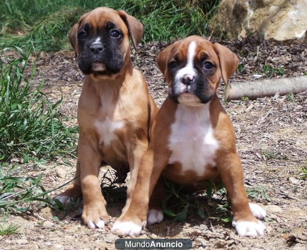 Cachorros Boxer 350€