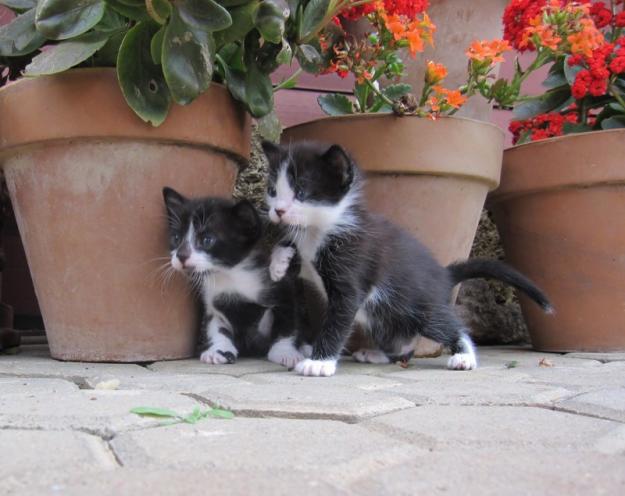 Gatito manchado blanco y negro, super guapo, y juguetón