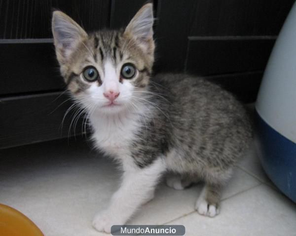 Gatito precioso de dos meses