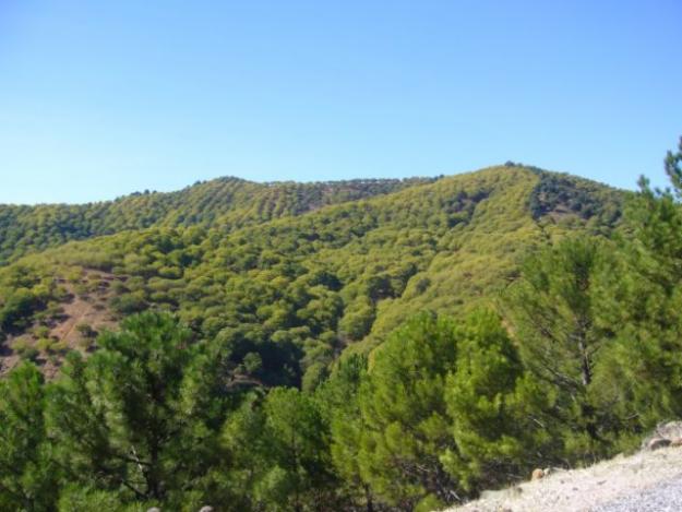 NATURALEZA EN PLENO