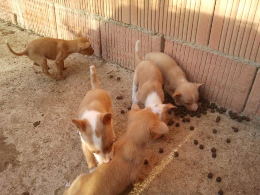 Podenco Andaluz