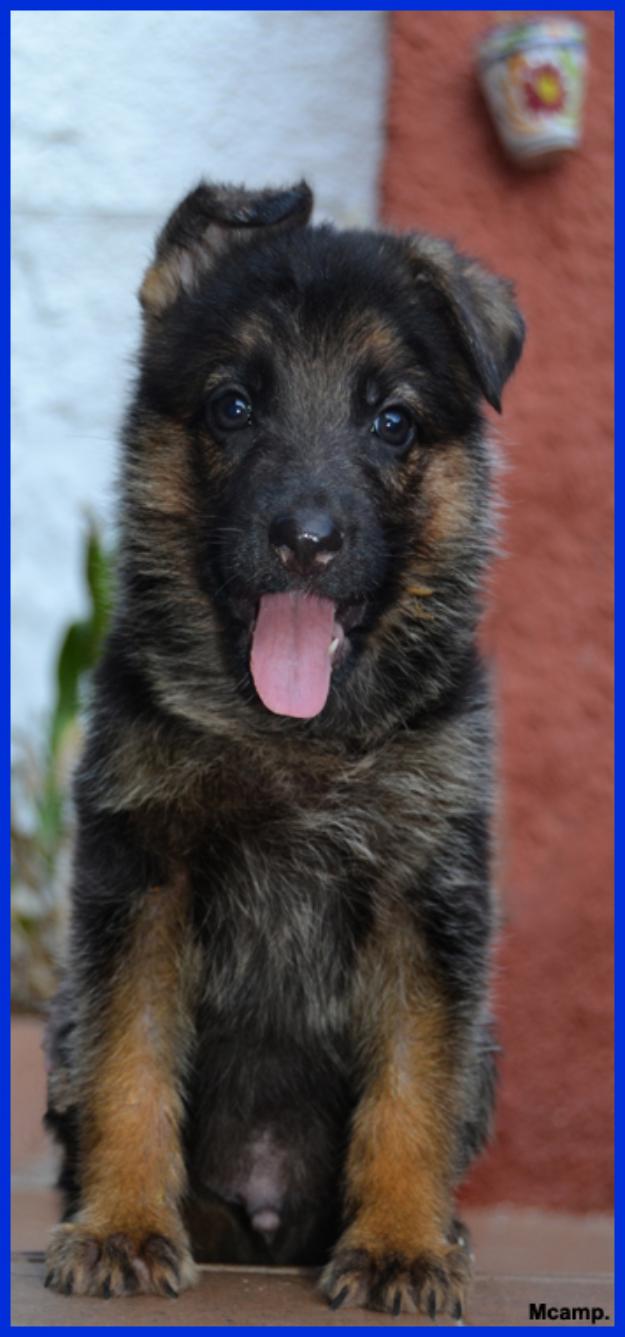 Excelentes cachorros de Pastor Alemán.