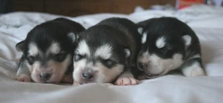 ALASKAN MALAMUTE