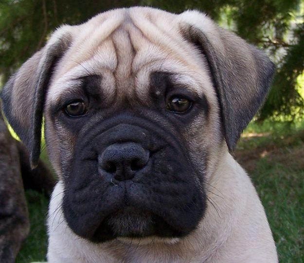 BULLMASTIFFS D'ASTURIES PATRIA QUERIDA