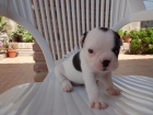 Cachorros bulldog Frances - mejor precio | unprecio.es