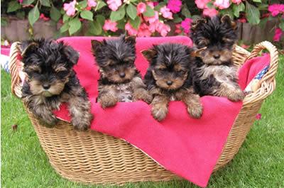 CACHORROS DE YORKSHIRE TERRIER