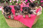 CACHORROS DE YORKSHIRE TERRIER - mejor precio | unprecio.es