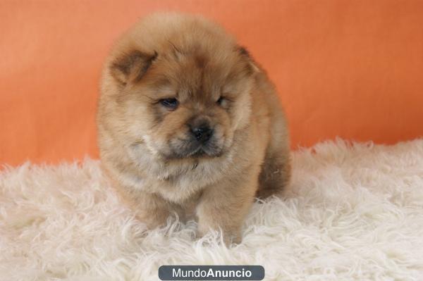 CHOW CHOW ROJO CON 2 MESES CACHORROS DE CALIDAD PARA ENTREGAR