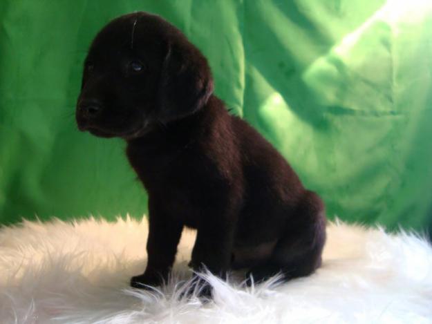 Labrador negro cachorros para entregar