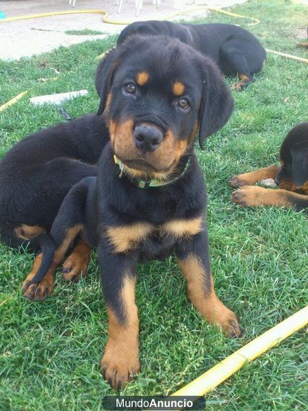 Rottweiler