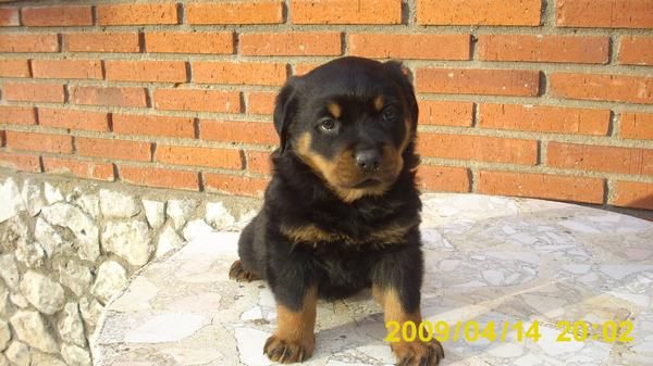 SE VENDE HEMBRA DE ROTTWEILER 200 EUROS