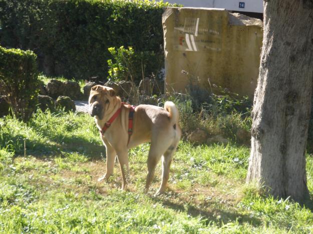 SHAR PEI.MONTAS.CREO EN EL AMOR Y BUSCO UNA PERRITA PARA VIVIRLO