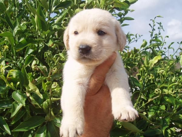 Ultimo cachorrito de labrador crema, 200 euros!!