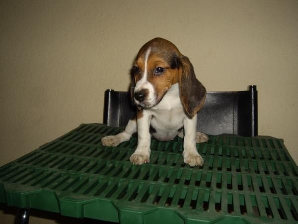 VENDO  CACHORRITAS BEAGLE TRICOLOR CON PEDIGREE. A 200 .