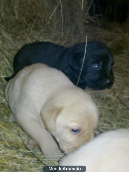 Vendo Cachorros de Labrador