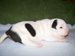 American Pit Bull Terrier en venta.