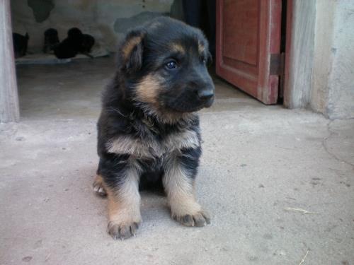 Cachorros de pastor aleman puros