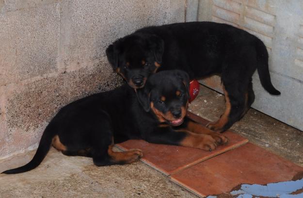 Impresionante camada de rottweiler en venta