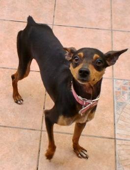 Pinscher jovencito muy simpatico en adopción.