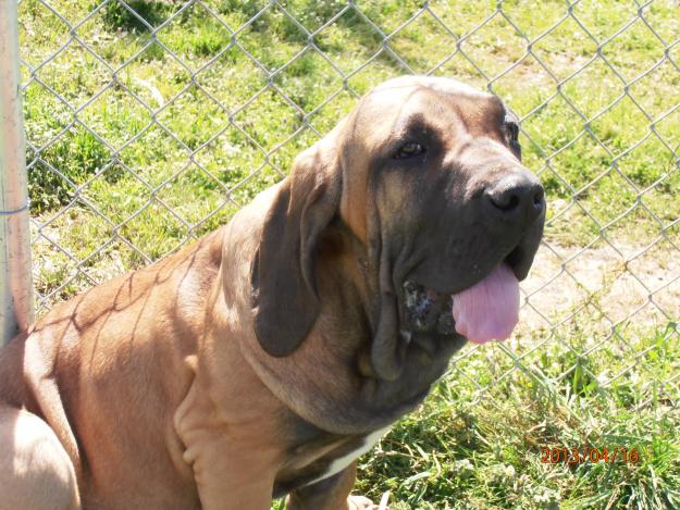 Se venden cachorros de fila brasileiro