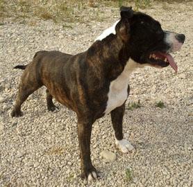 Vendo Stafforshire Bull Terrier