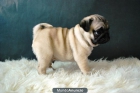 Carlino pug¡¡ desparasitados y con garantias, machos + hembras - mejor precio | unprecio.es