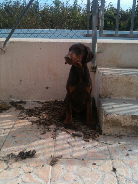 Cachorros dobermann top europa