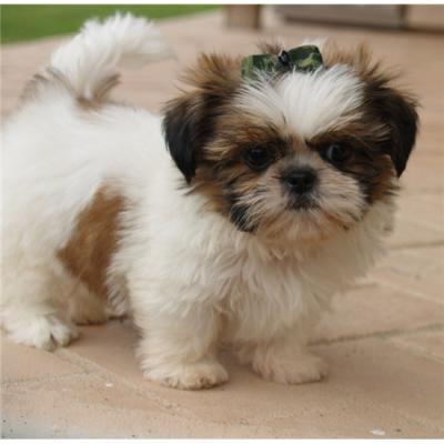 Cachorros Shih-tzu,