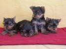 camada yorkshire terrier