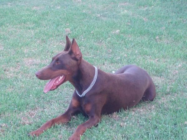 doberman marrones