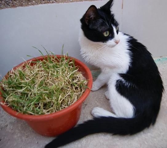 Gatita dulcinea y su hijo, con una bella historia