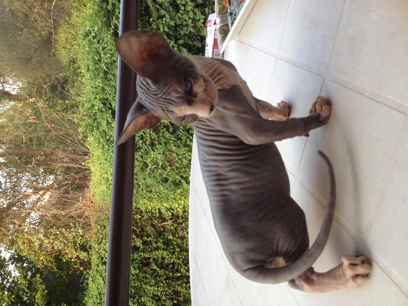 Gatitos sphynx excelente pedigree